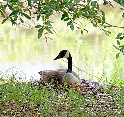 [The goose sits on the leafy nest with the pond in the background.]